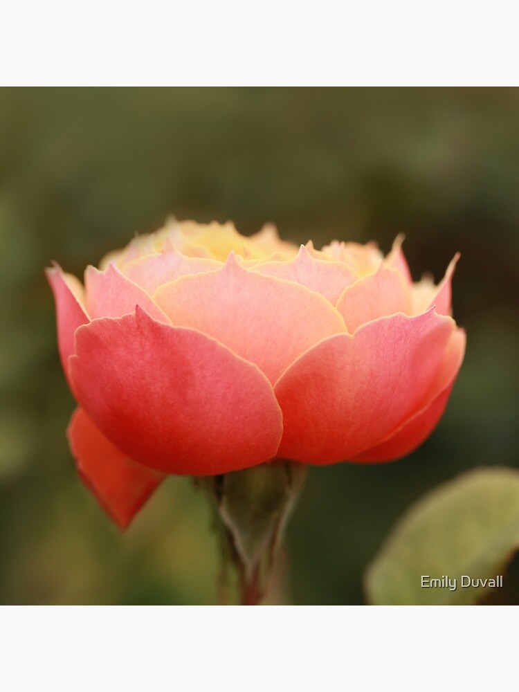 Coral & Pink Rose by PeaceAndBeauty