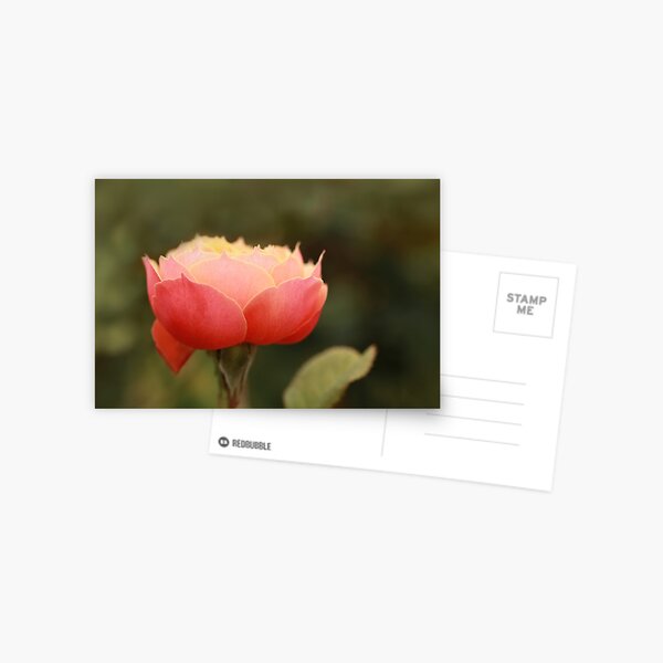 Coral & Pink Rose Postcard