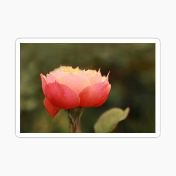 Coral & Pink Rose Sticker