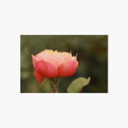 Coral & Pink Rose Art Board Print