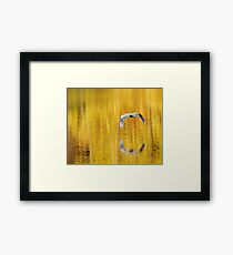 Blue Heron on golden pond Framed Print