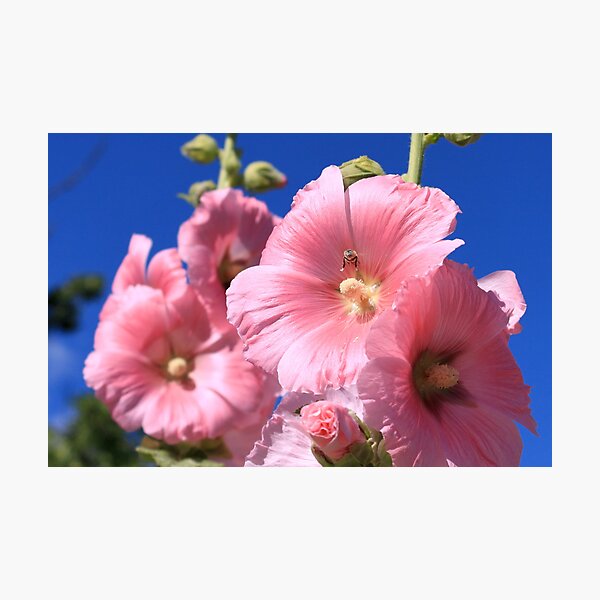Item preview, Hollyhock  designed and sold by RossHeywood.