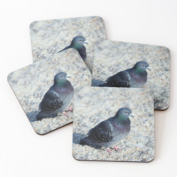 Item preview, Rock Pigeon On The Sand designed and sold by Cynthia48.