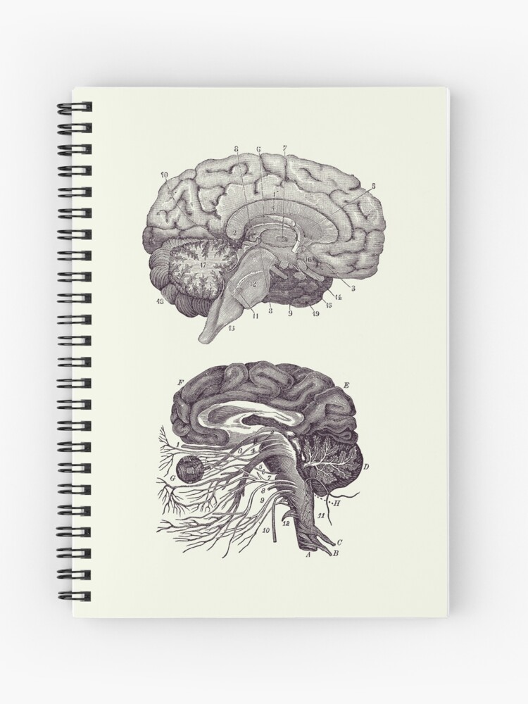 Cuaderno de espiral «Cerebro humano - Sistema nervioso central - Vintage  Anatomy Print 2» de VAposters | Redbubble