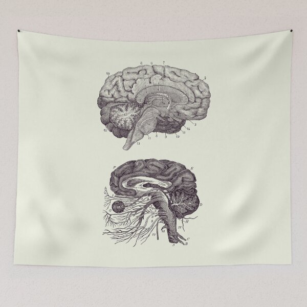 Item preview, Human Brain - Central Nervous System - Vintage Anatomy Print 2 designed and sold by VAposters.