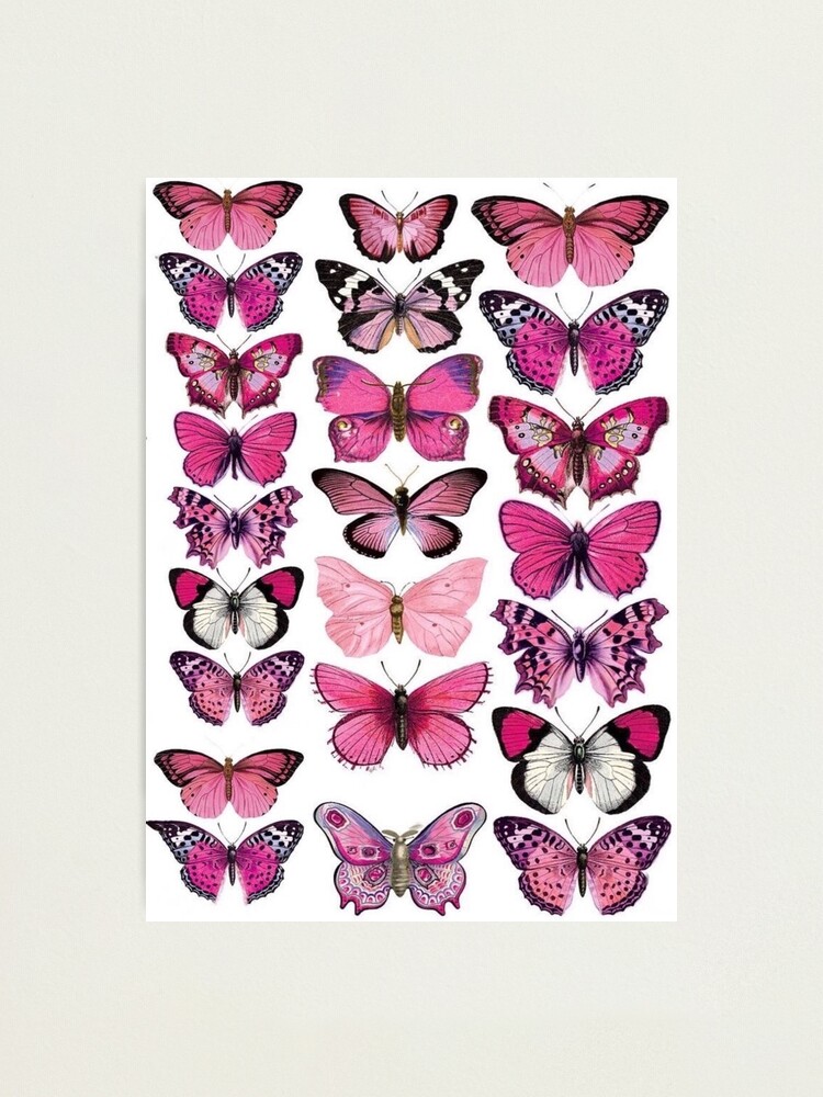 Impression Photo Papillon Rose Par Bixchurse Redbubble