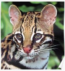 Ocelot Poster