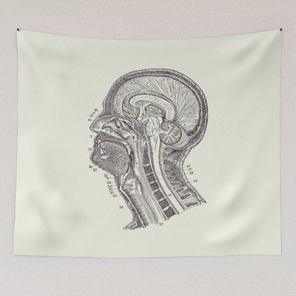 Item preview, Human Brain Structures - Vintage Anatomy Print 2 designed and sold by VAposters.