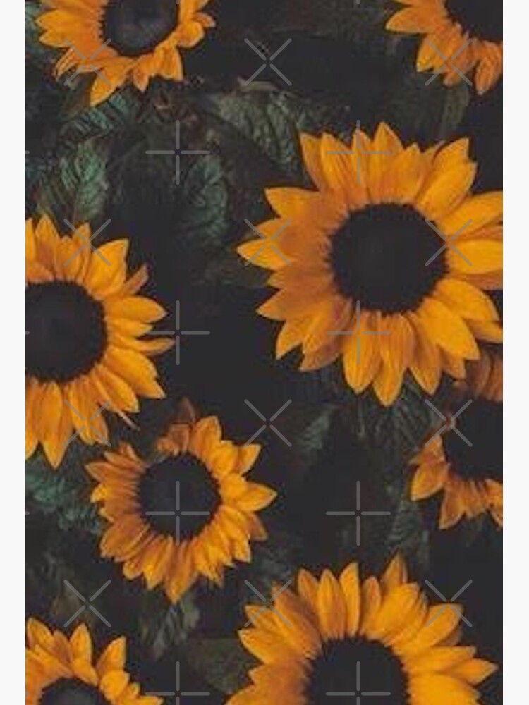 Vsco Sunflowers Art Board Print By Lovelife360 Redbubble