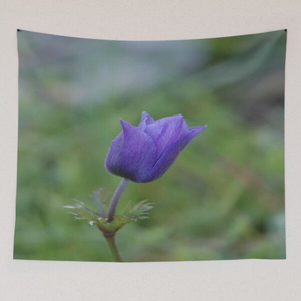 Item preview, Lone Blue-Purple Anemone Close Up Photo designed and sold by taiche.