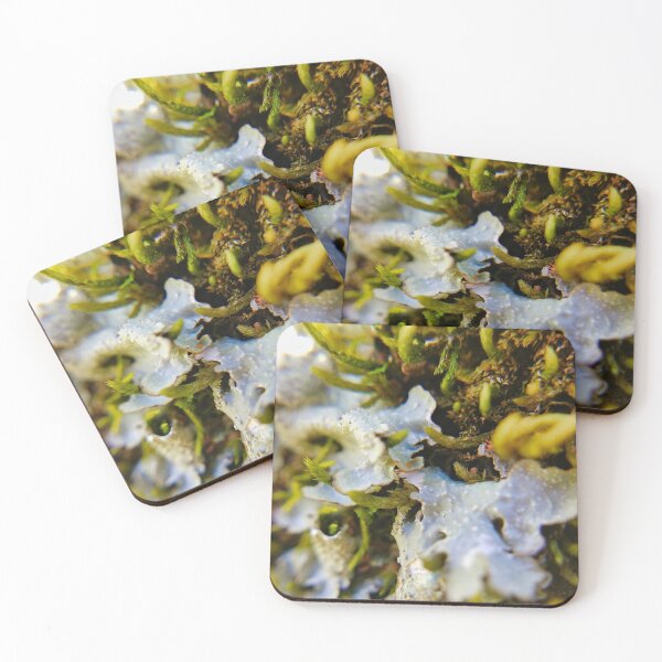 Item preview, Macro Moss Growing on Tree designed and sold by Akitsu.