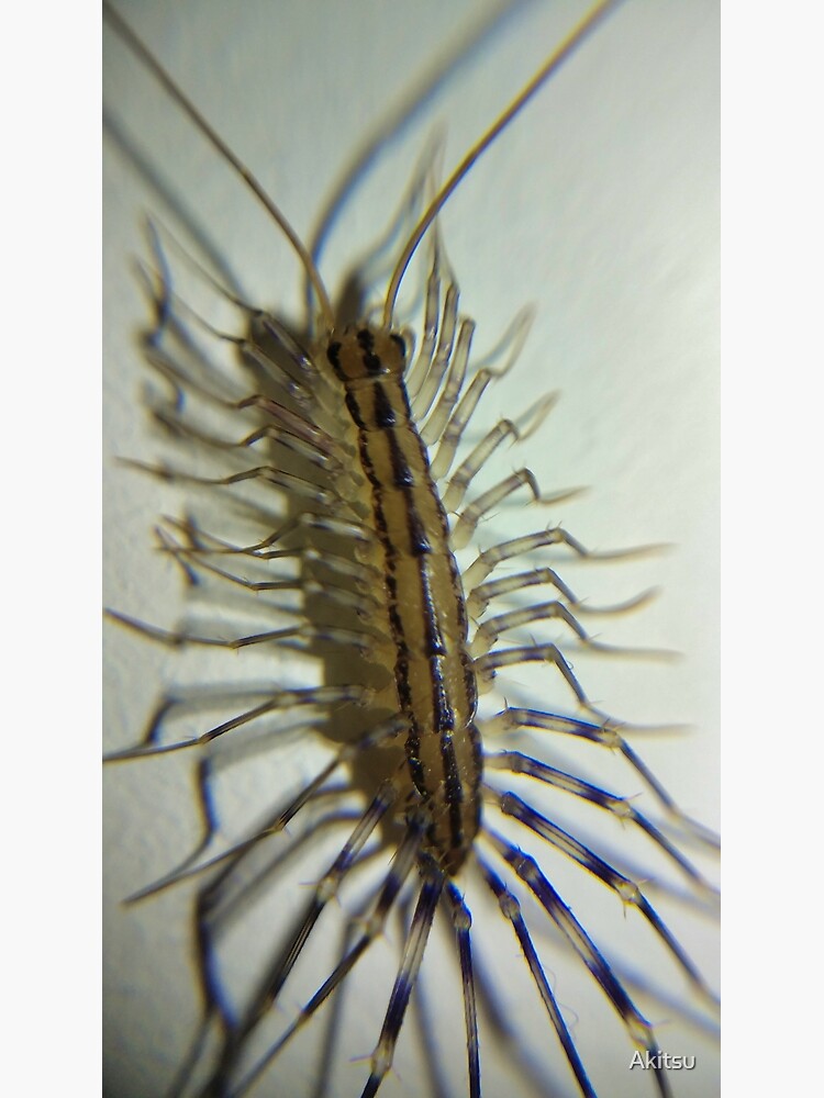"House Centipede Nymph" Photographic Print for Sale by Akitsu | Redbubble