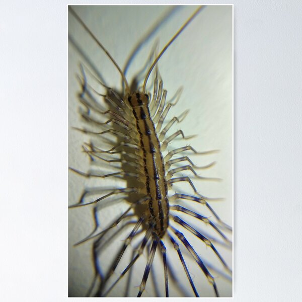 Item preview, House Centipede Nymph designed and sold by Akitsu.