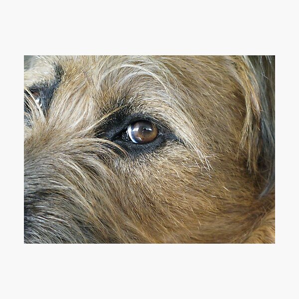 Item preview, Terrier Stare designed and sold by Jane Underwood.