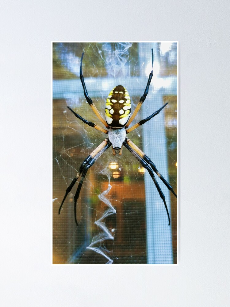 Thumbnail 1 of 3, Poster, Zipper Spider designed and sold by Akitsu.