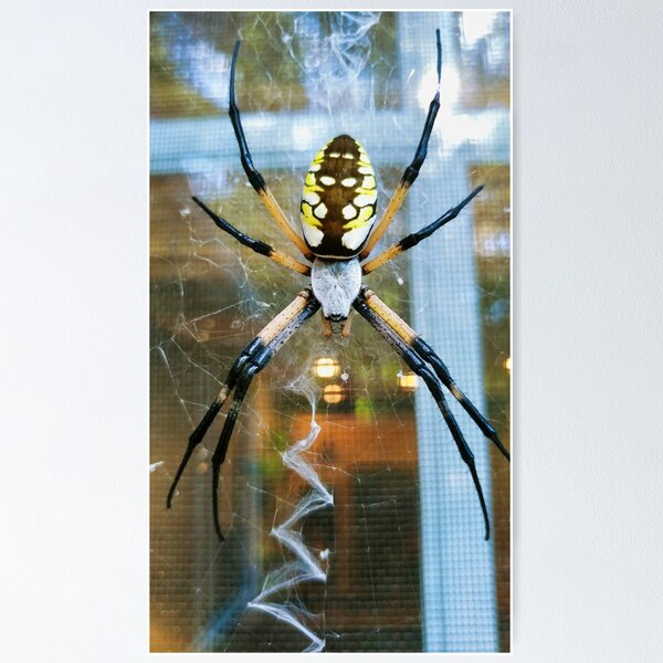 Item preview, Zipper Spider designed and sold by Akitsu.