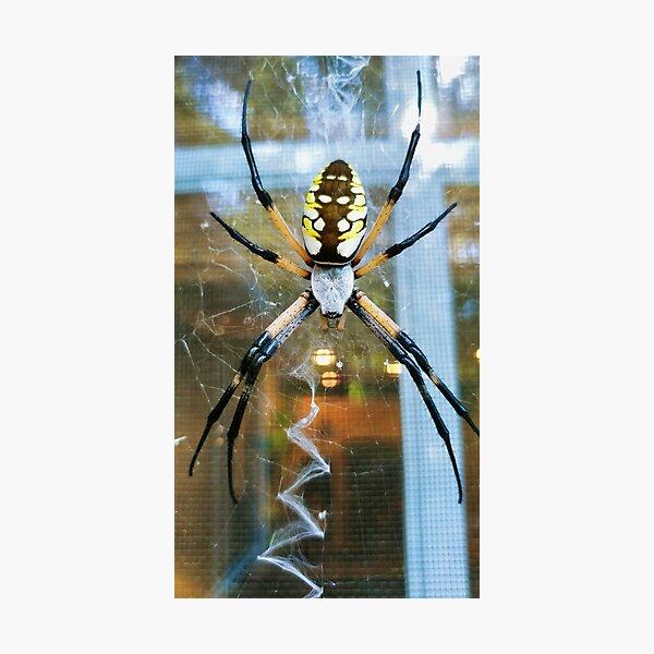 Item preview, Araña Cremallera designed and sold by Akitsu.