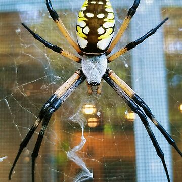 Artwork thumbnail, Zipper Spider by Akitsu