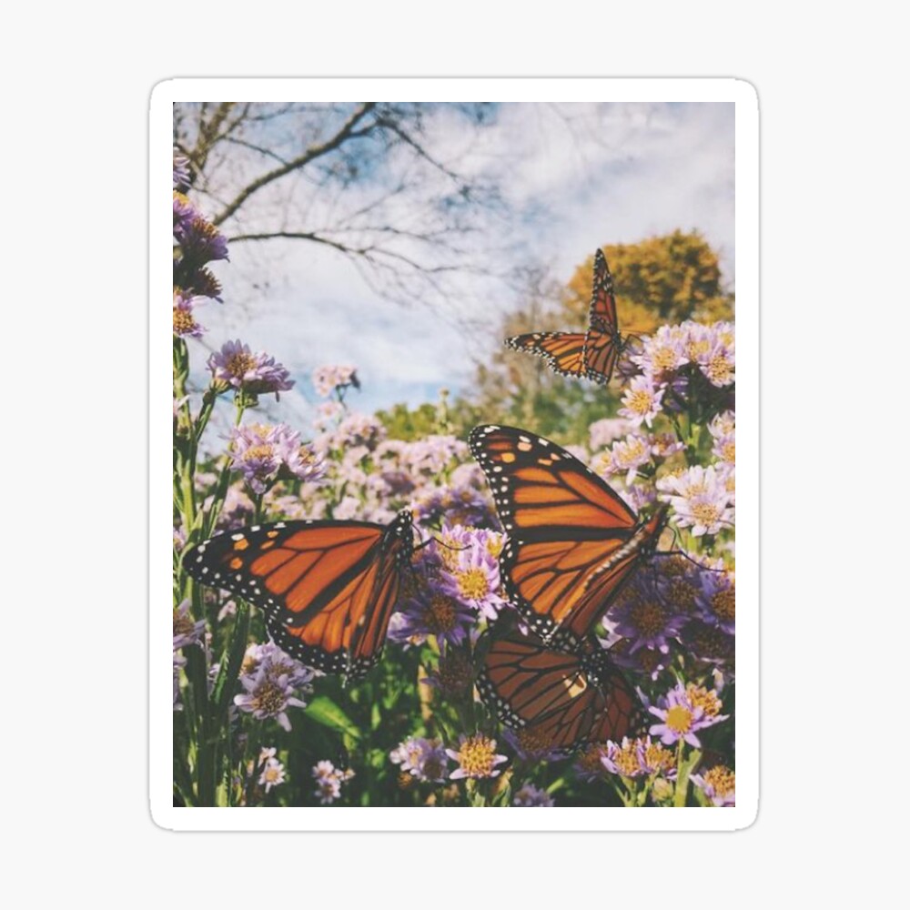 butterfly vsco pattern Postcard for Sale by Lovelife360