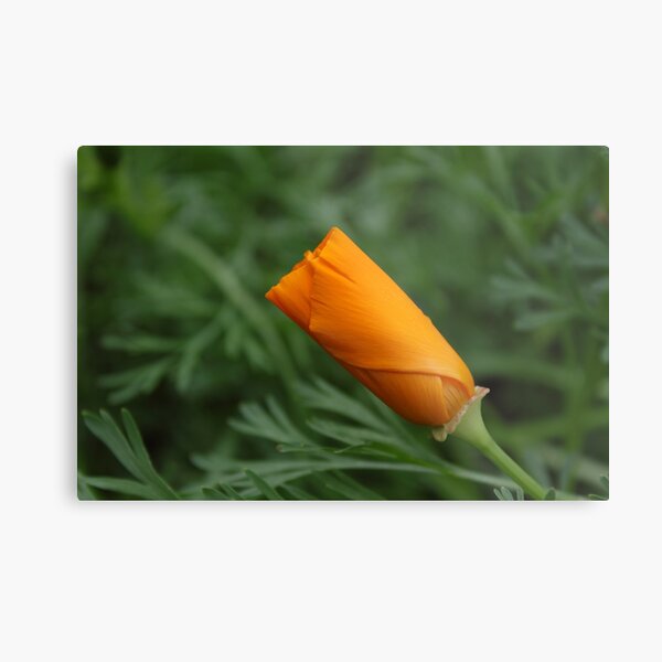 A bud of California poppy Metal Print