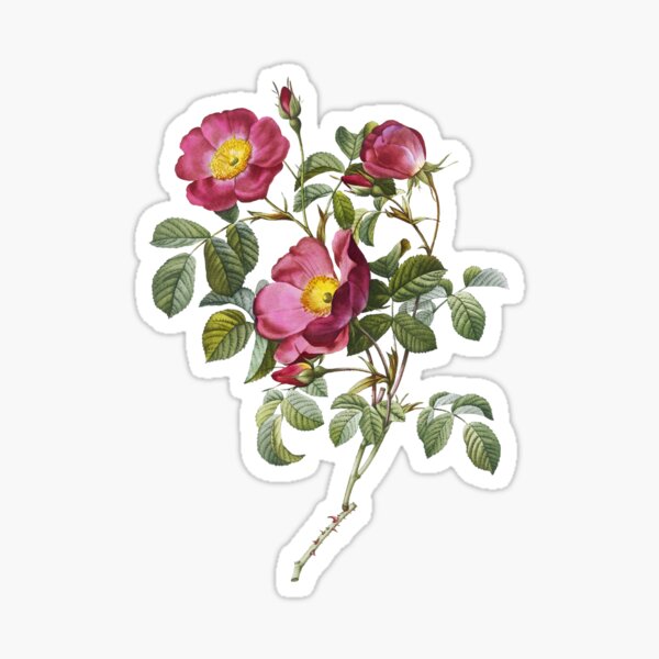 Vintage Rose of Love Bloom Botanical Illustration Sticker