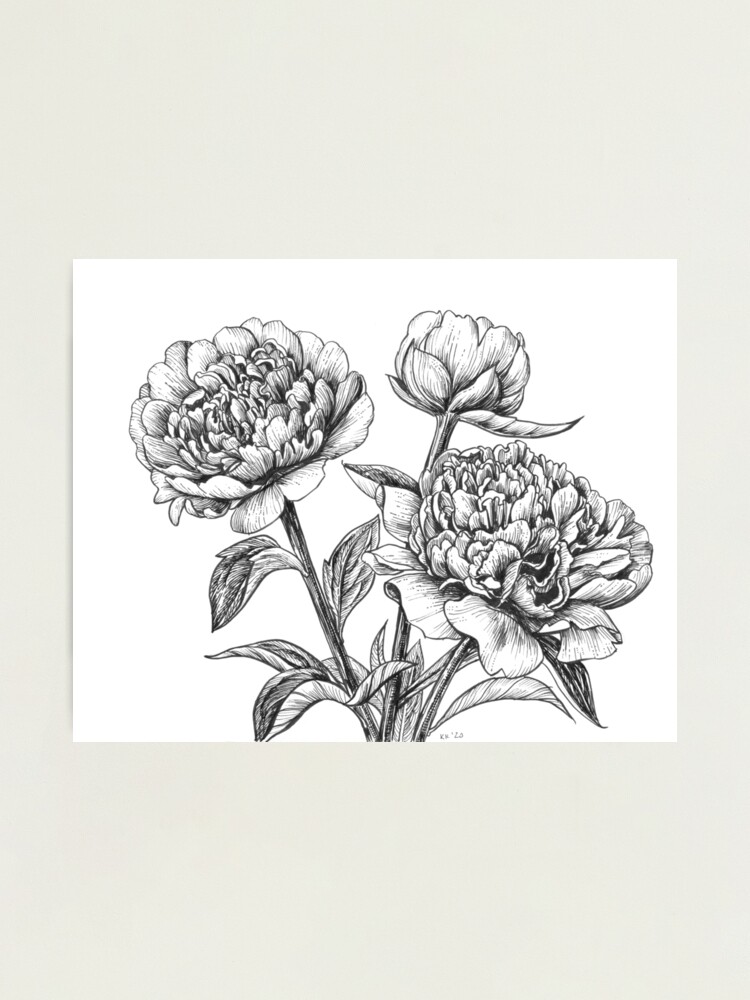 Peony ink drawing Photographic Print for Sale by Katerina Kirilova