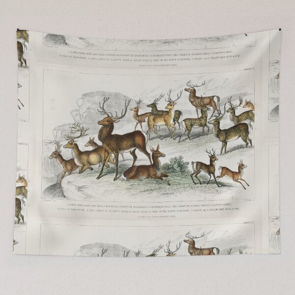 Item preview, Illustration of types of Deer  designed and sold by Vintage Designs +.