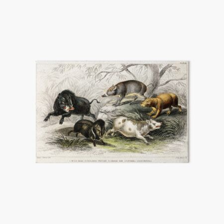 Item preview, Species of pig and Boar Animals vintage illustration  designed and sold by Vintage Designs +.