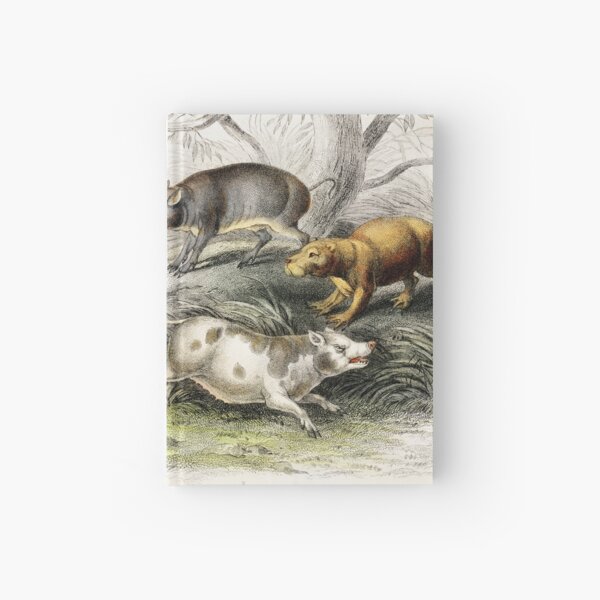 Item preview, Species of pig and Boar Animals vintage illustration  designed and sold by Vintage Designs +.