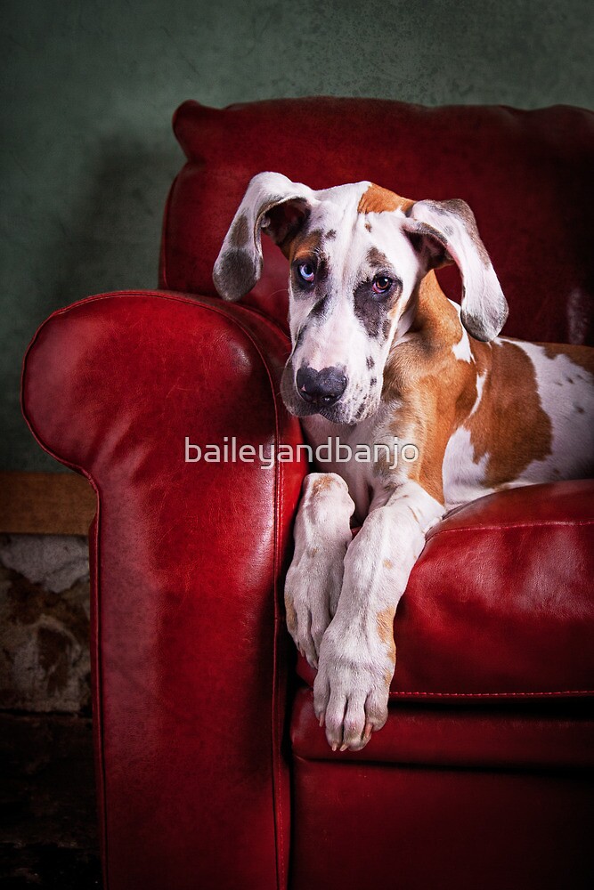 "Great Dane Puppy enjoys the Couch" by baileyandbanjo Redbubble
