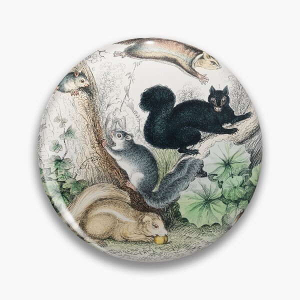 Artikelvorschau, Species of squirrel Animals vintage illustration  entworfen und verkauft von Vintage Designs +.