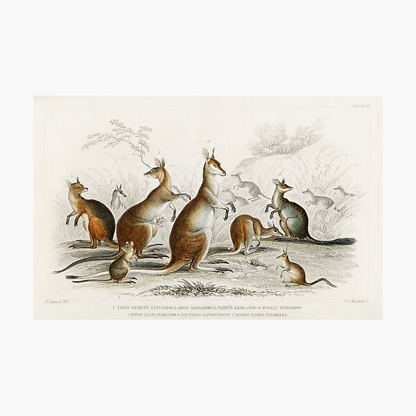 Item preview, kangaroo species vintage illustration  designed and sold by Vintage Designs +.