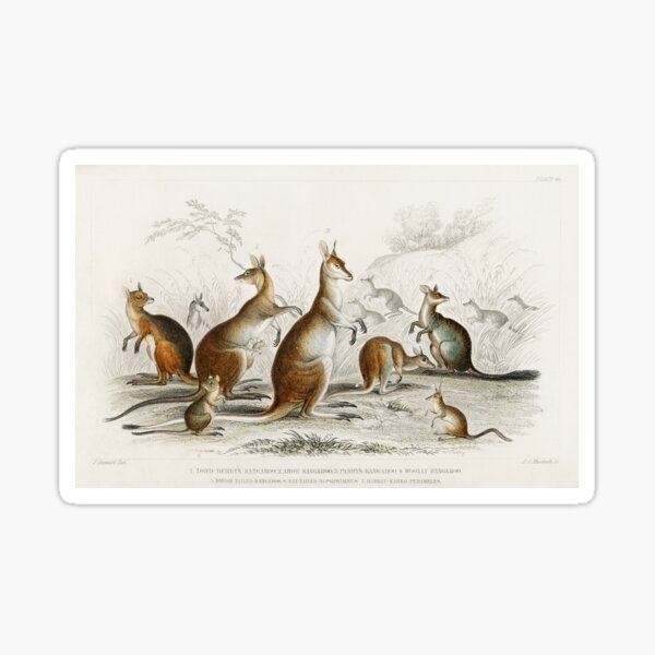Item preview, kangaroo species vintage illustration  designed and sold by Vintage Designs +.