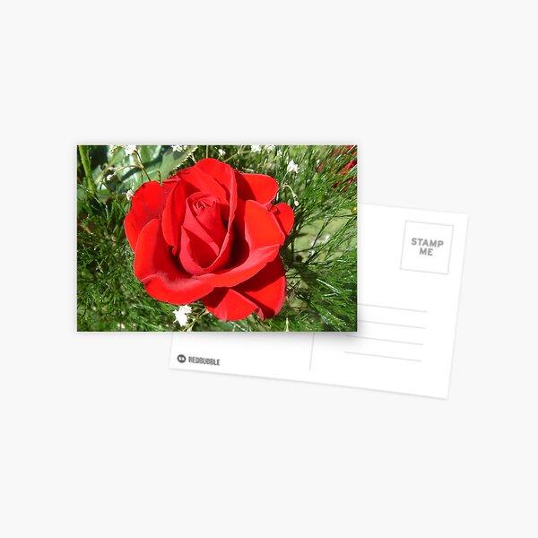 Red Rose Postcard
