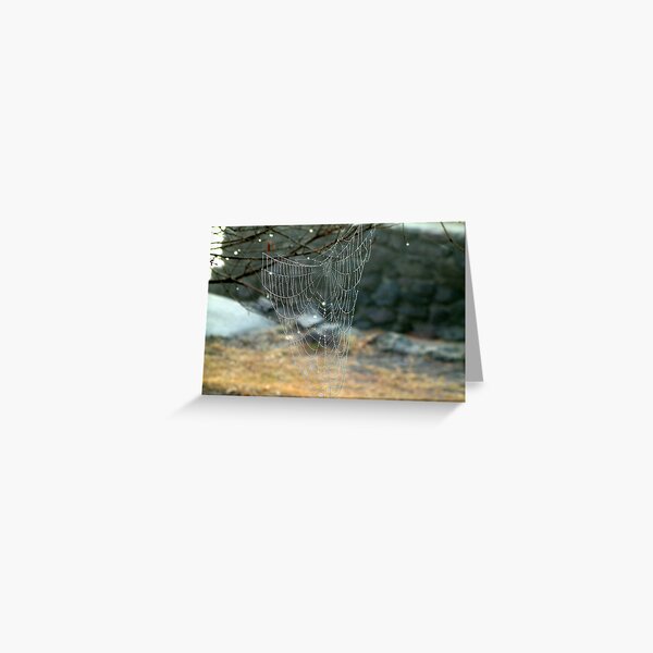 Spiderweb Ballina Northern NSW Greeting Card