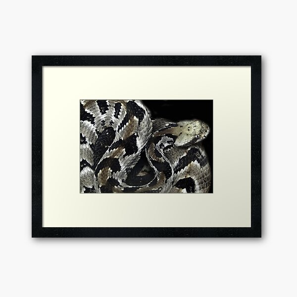 Item preview, Rattlesnake designed and sold by Carolyn  Fletcher.