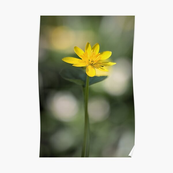 Lesser Celandine Poster