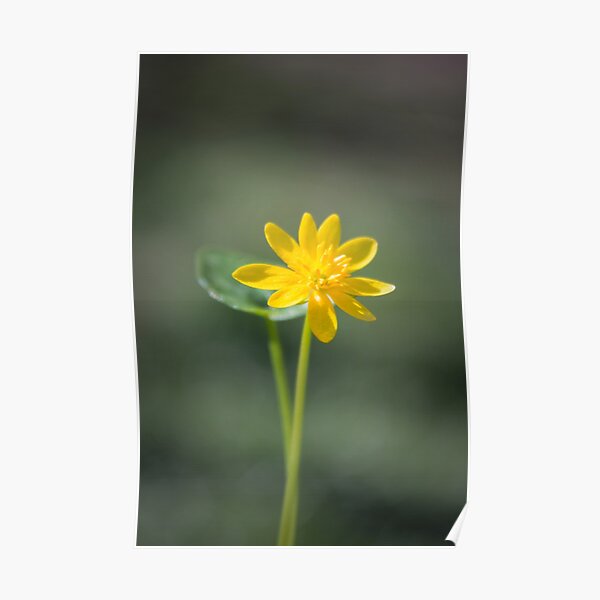 Lesser celandine Poster