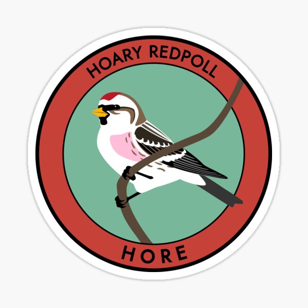 Hoary Redpoll Sticker