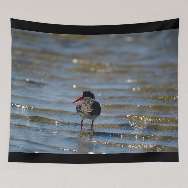 Item preview, An Oyster Catcher Hunting In The shallows designed and sold by Jason Gilbert.