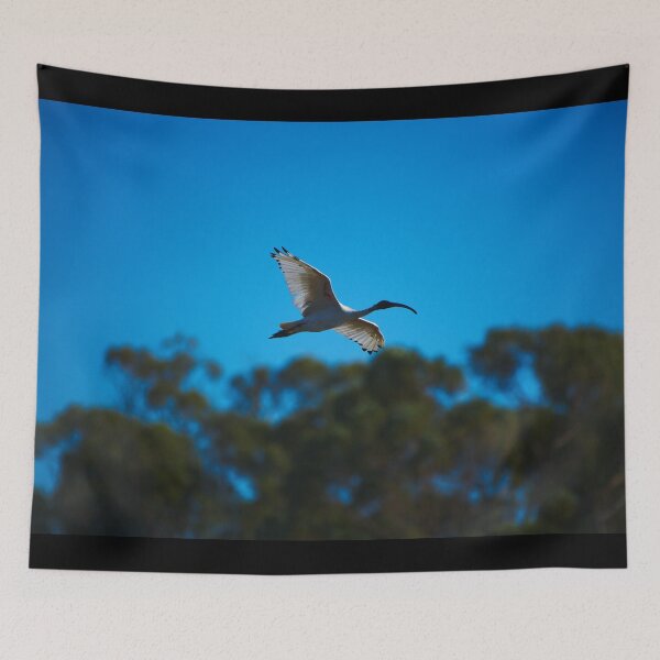 Item preview, An Ibis Gliding Over The Wetlands Of Mandurah. Western Australia designed and sold by Jason Gilbert.