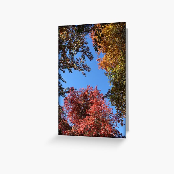 ~ Things Are Looking Up ~ Greeting Card