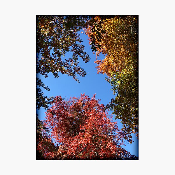 Item preview, ~ Things Are Looking Up ~ designed and sold by LeeoPhotography.