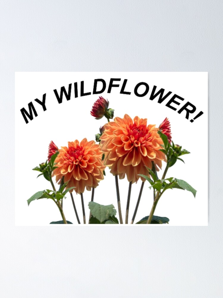 Póster «MI FLOR SALVAJE (5SOS)» de bemorechilI | Redbubble Póster «MI FLOR SALVAJE (5SOS)» de bemorechilI | Redbubble