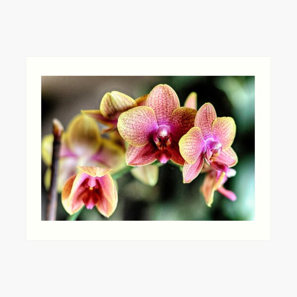 Orchids in Pink and Yellow Art Print