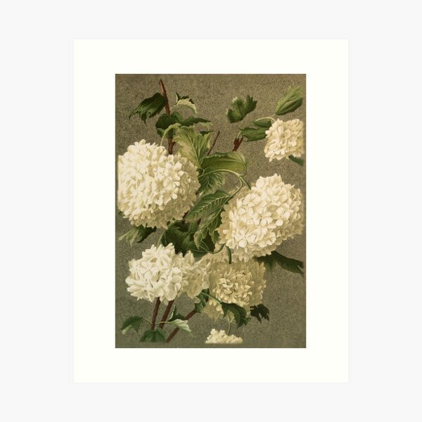 Aperçu de l'œuvre Hortensia blanc victorien vintage floral créée et vendue par roseofgold.