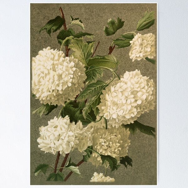 Artikel-Vorschau von Vintage viktorianische weiße Hortensie Blumen, designt und verkauft von roseofgold.