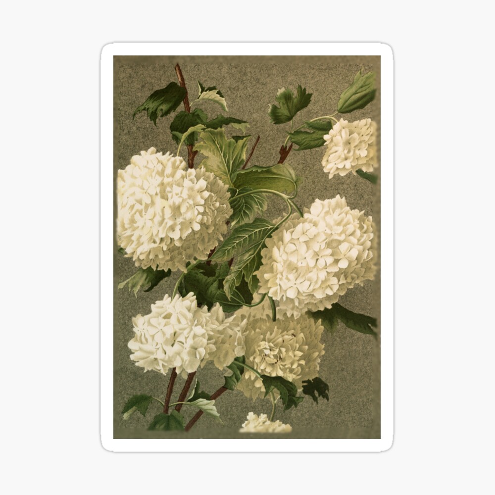 Vintage Victorian White Hydrangea Floral\