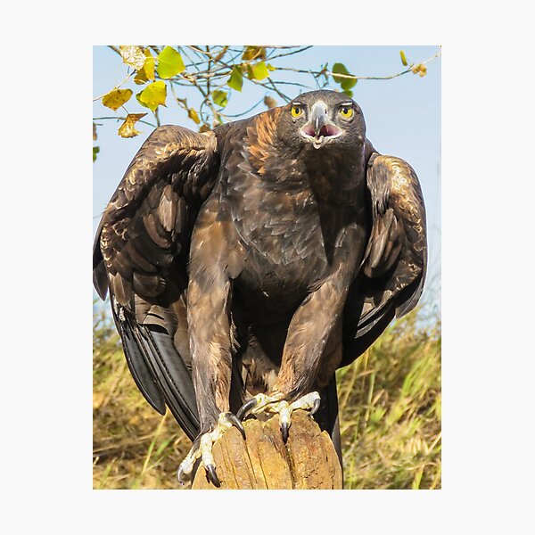 Item preview, Golden Eagle designed and sold by Linda Sparks.