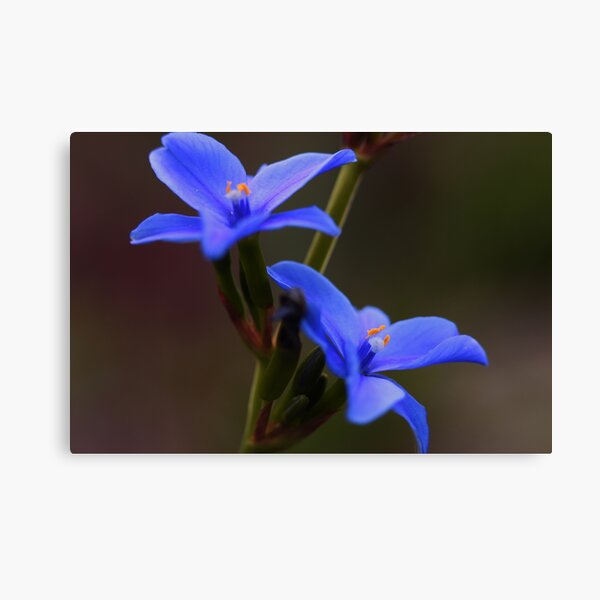 Orthrosanthus multiflorus Canvas Print